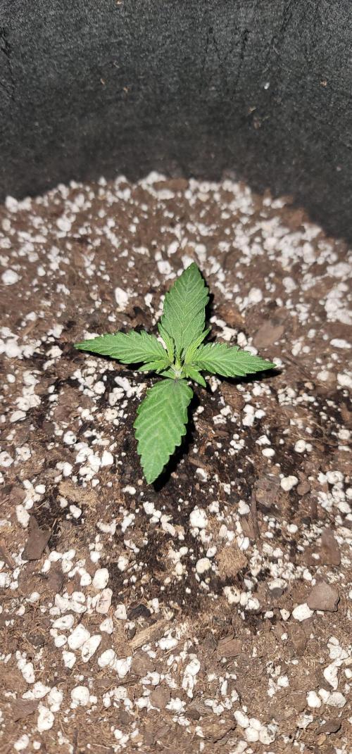 Apricot. Week 1