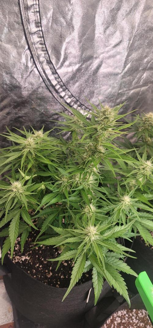 Guava 🍈👽. Week 6