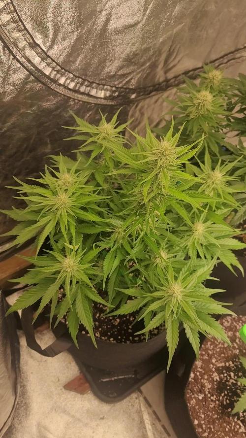 Guava 🍈👽