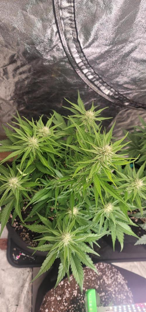 Guava 🍈👽. Week 6