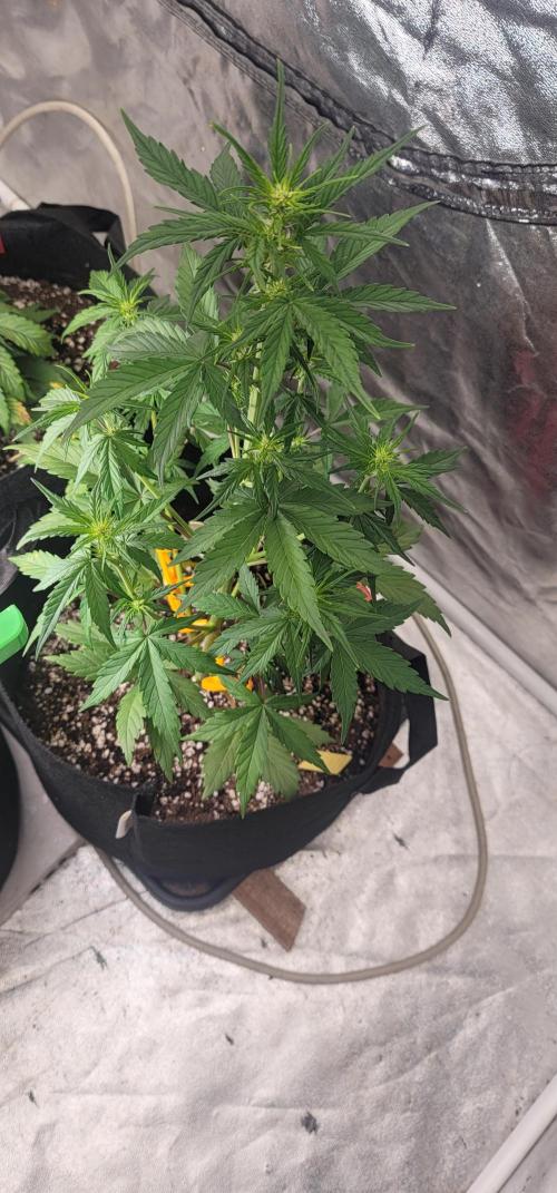 Lemon Cherry Cookies 🍋 🍒 🍪. Week 3