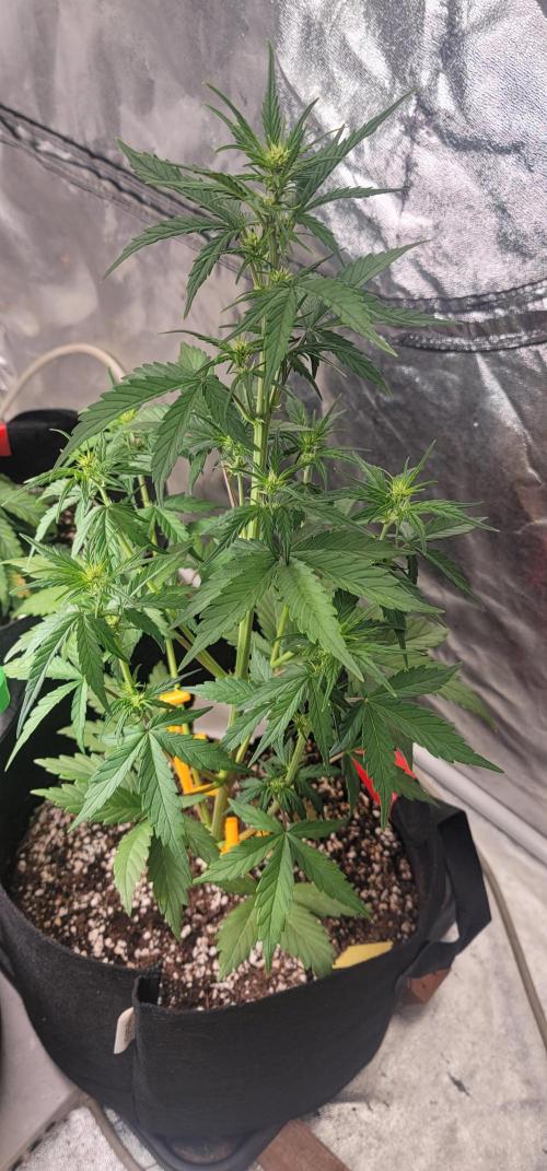 Lemon Cherry Cookies 🍋 🍒 🍪. Week 3