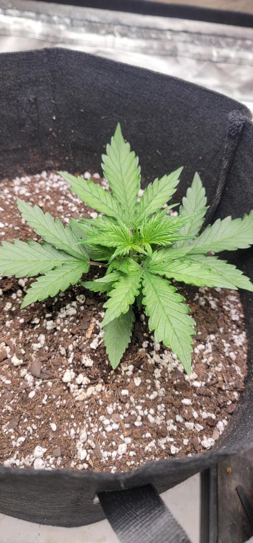 Apricot. Week 2