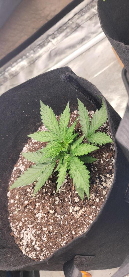 Apricot. Week 2
