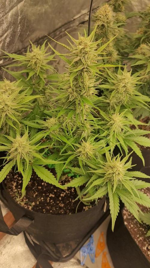 Guava 🍈👽