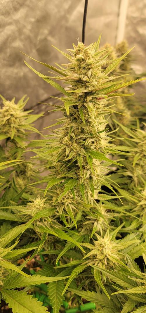 Guava 🍈👽. Week 7