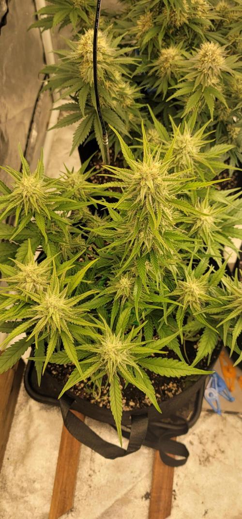 Guava 🍈👽. Week 7