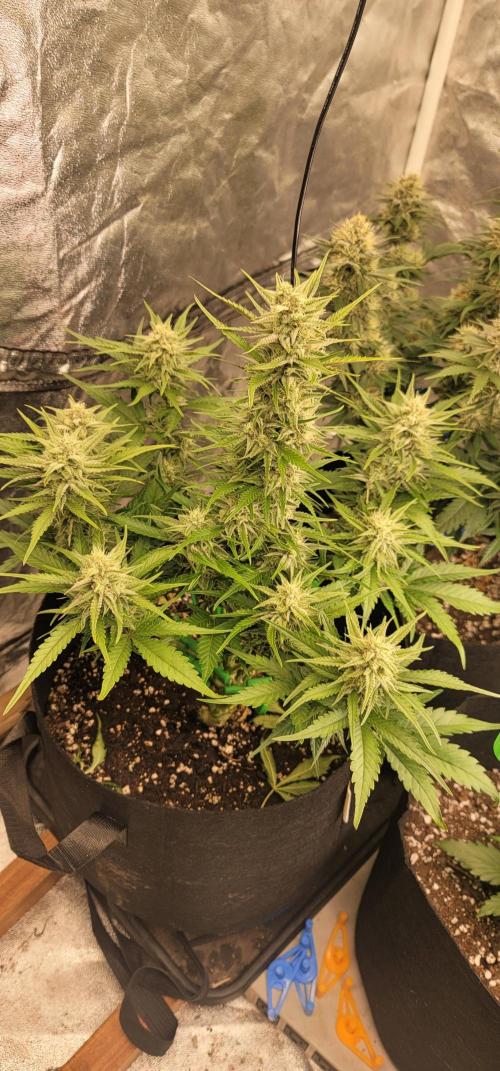 Guava 🍈👽. Week 7