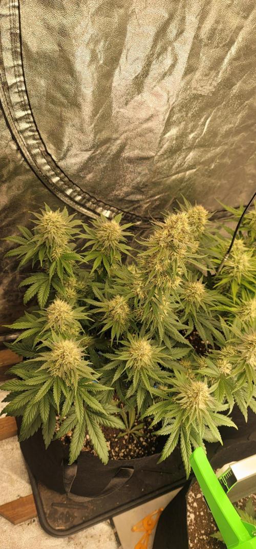 Mix pack RF3 ❄️. Week 7