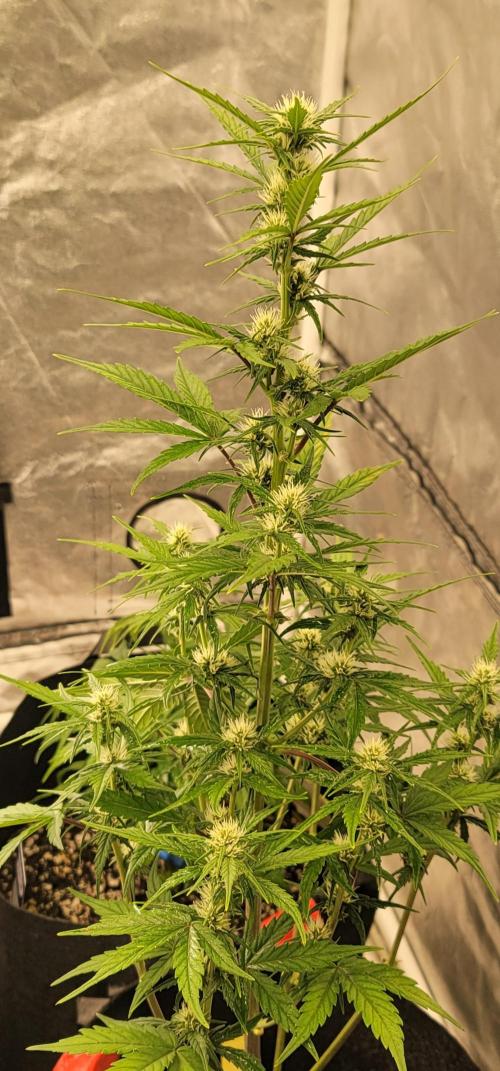 Lemon Cherry Cookies 🍋 🍒 🍪. Week 4