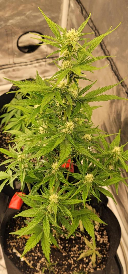 Lemon Cherry Cookies 🍋 🍒 🍪. Week 4