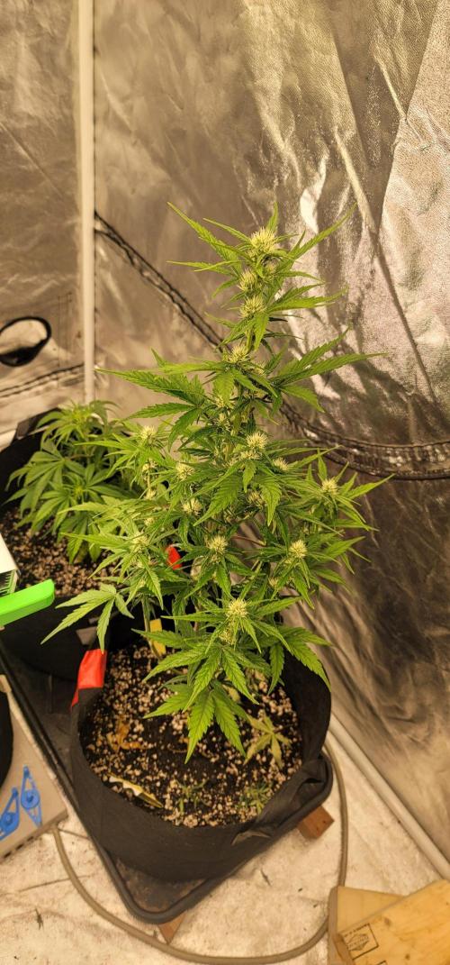 Lemon Cherry Cookies 🍋 🍒 🍪. Week 4