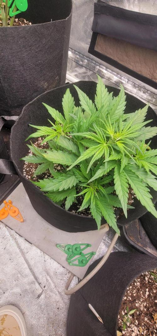 Apricot. Week 3