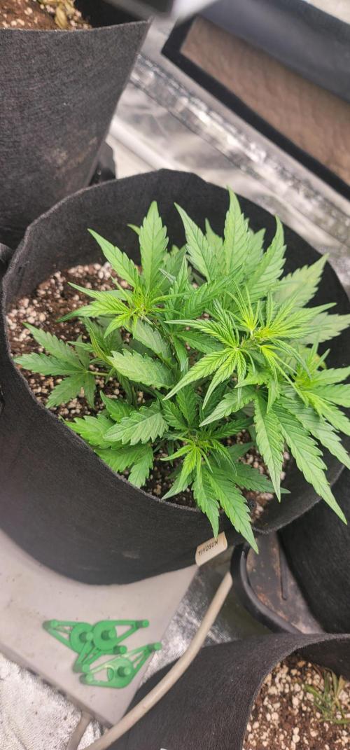 Apricot. Week 3
