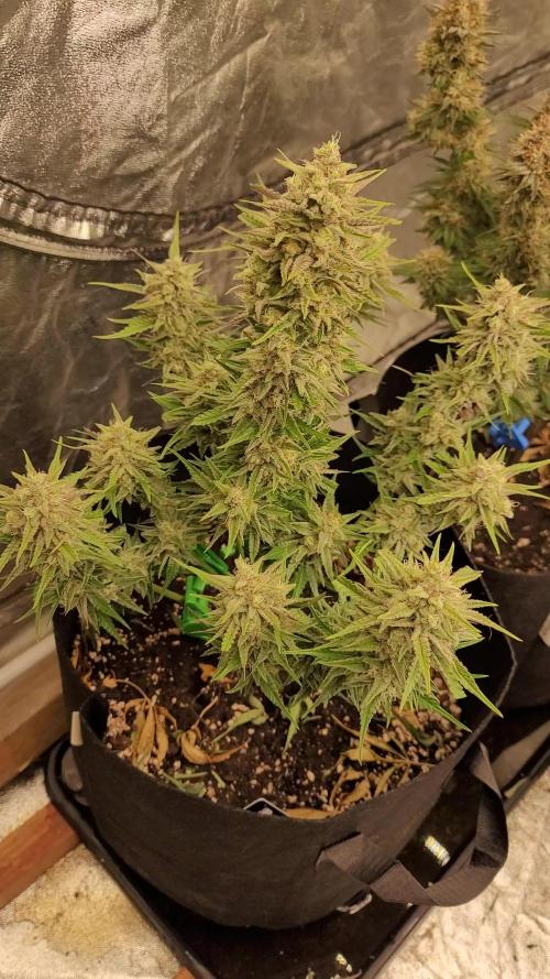 Guava 🍈👽