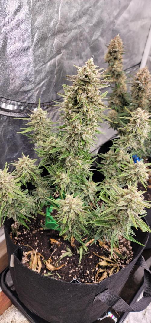 Guava 🍈👽. Week 8