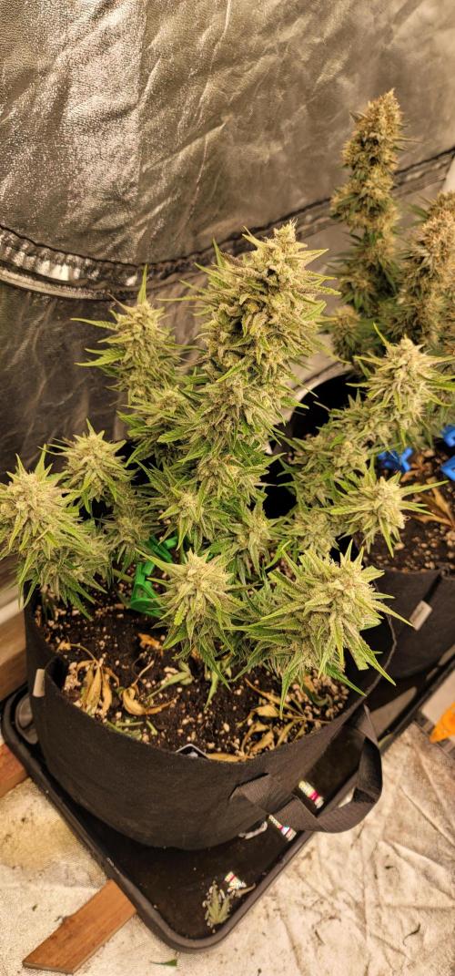 Guava Auto. Week 8