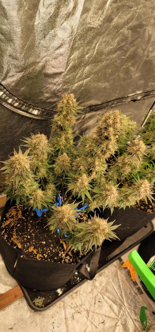 Mix pack RF3 ❄️. Week 8