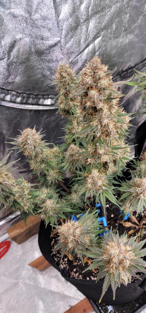 Mix pack RF3 ❄️. Week 8