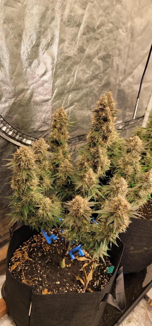 Mix pack RF3 ❄️. Week 8