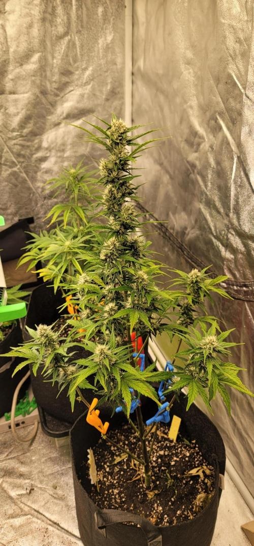Lemon Cherry Cookies 🍋 🍒 🍪. Week 5