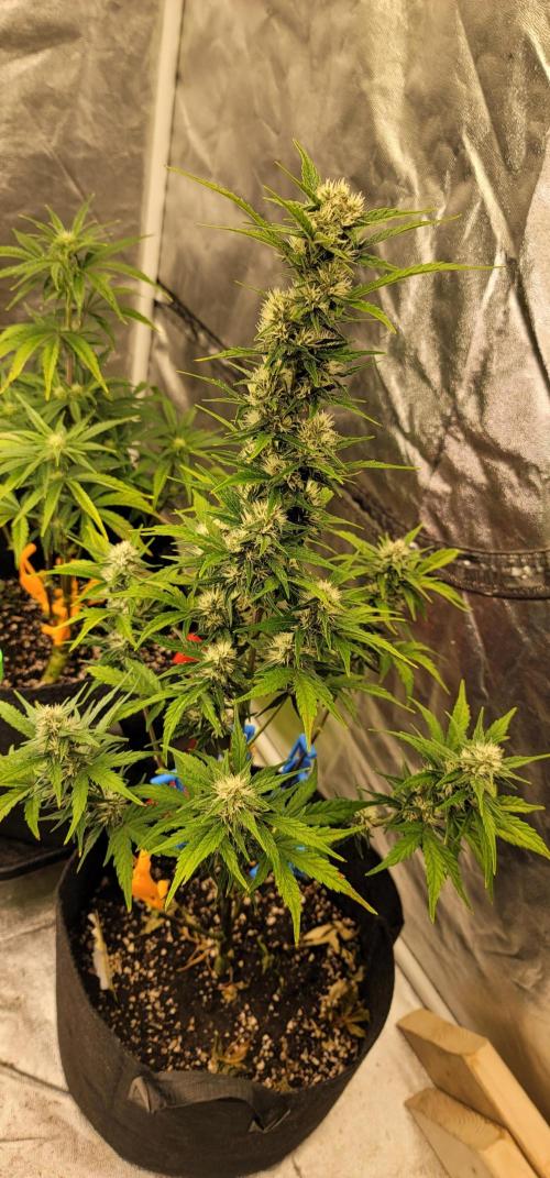 Lemon Cherry Cookies 🍋 🍒 🍪. Week 5