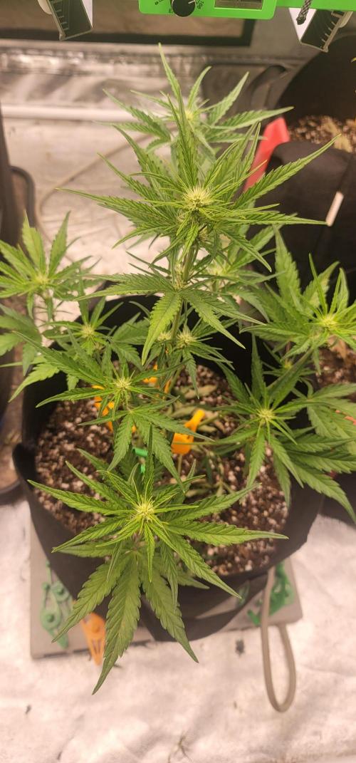 Apricot. Week 4