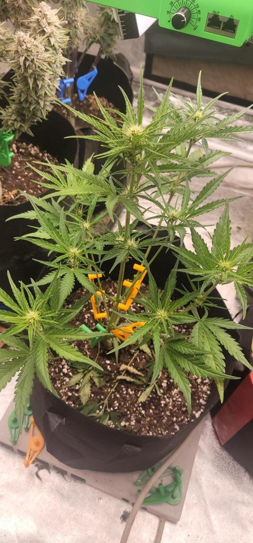 Apricot. Week 4