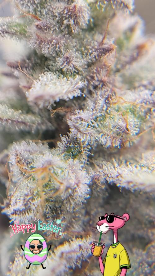 Guava 🍈👽. Week 9