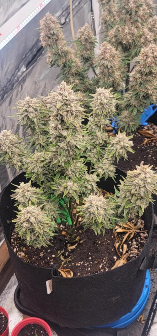 Guava 🍈👽. Week 9