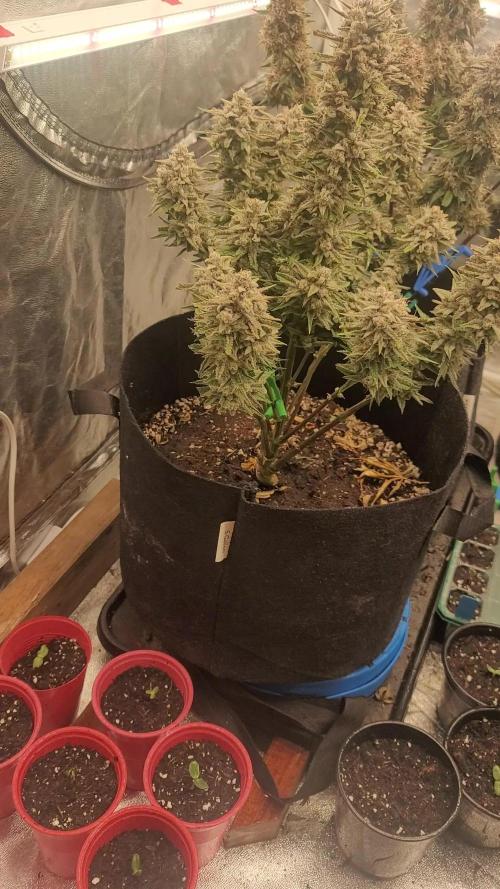Guava 🍈👽