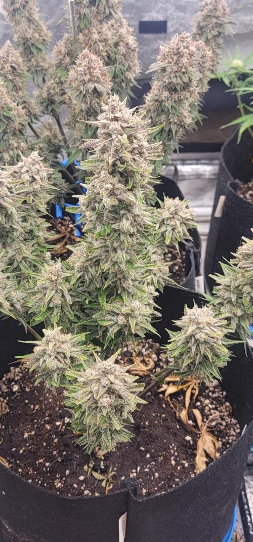 Guava Auto. Week 9