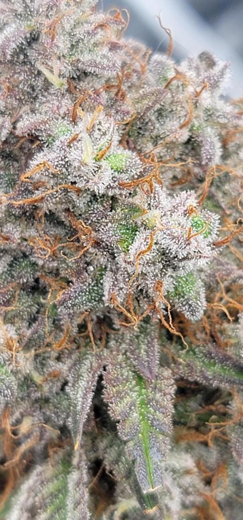Mix pack RF3 ❄️. Week 9