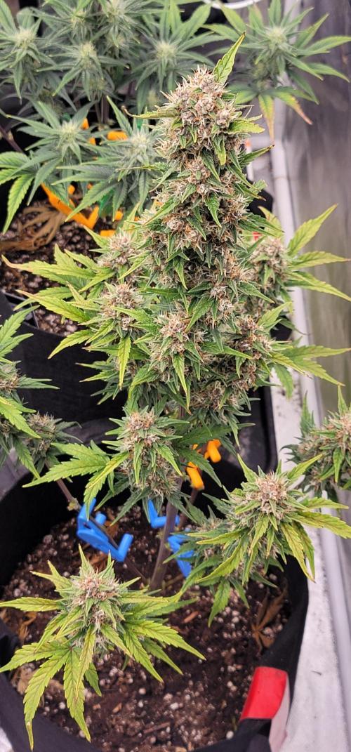 Lemon Cherry Cookies 🍋 🍒 🍪. Week 6