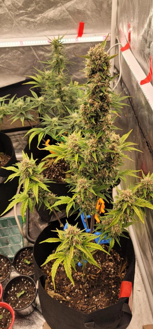 Lemon Cherry Cookies 🍋 🍒 🍪. Week 6