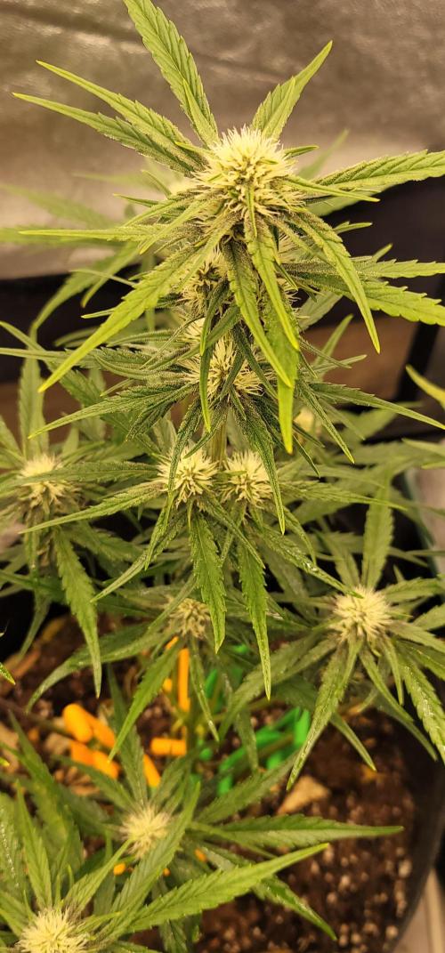 Apricot. Week 5