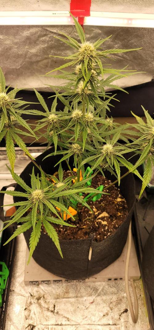 Apricot. Week 5