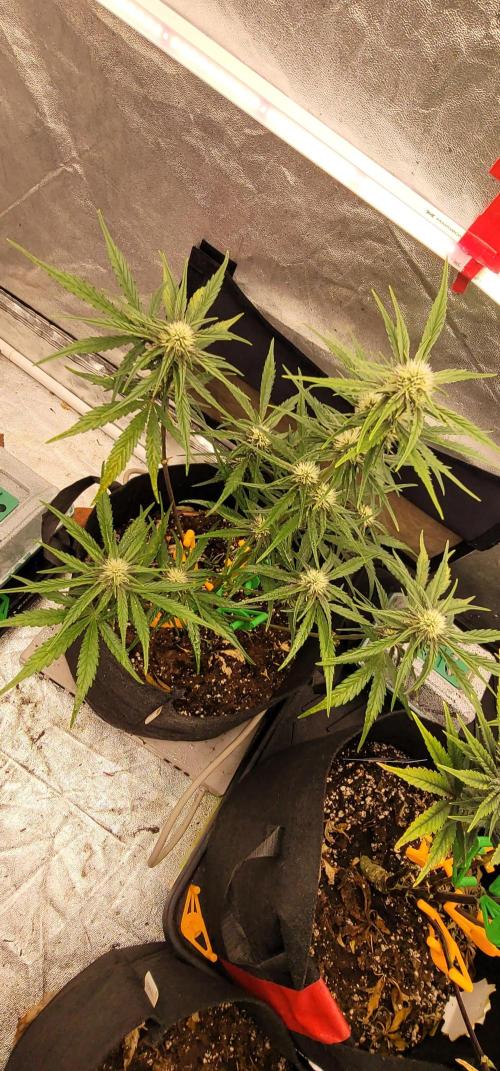 Apricot. Week 5