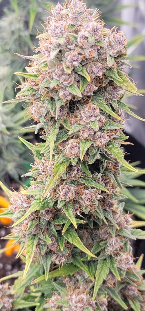 Lemon Cherry Cookies 🍋 🍒 🍪. Week 7