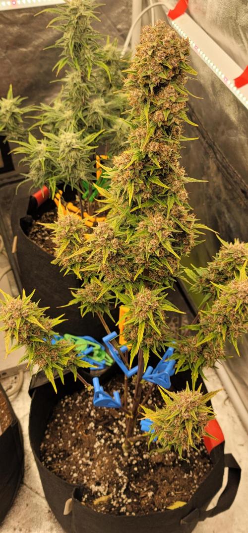 Lemon Cherry Cookies 🍋 🍒 🍪. Week 7