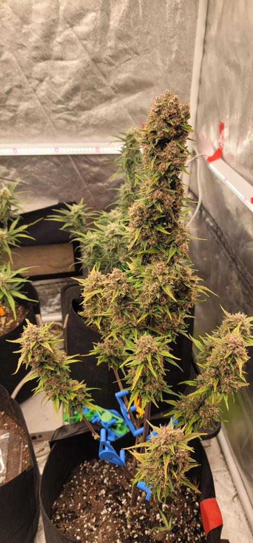 Lemon Cherry Cookies 🍋 🍒 🍪. Week 7