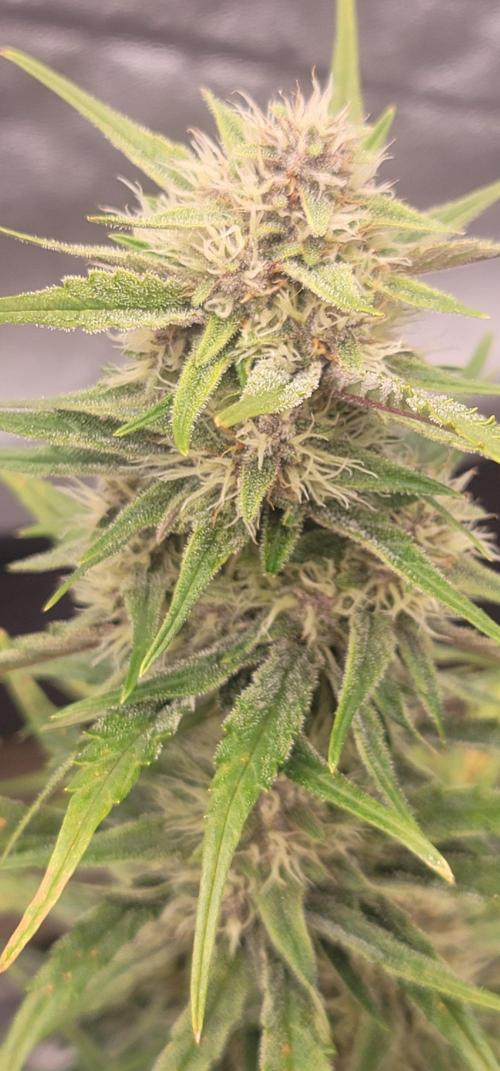 Apricot. Week 6