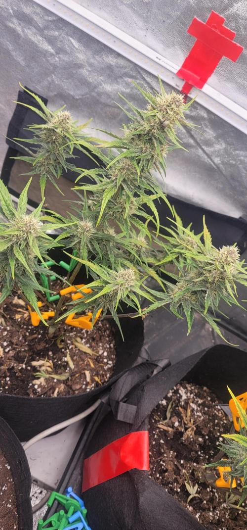 Apricot. Week 6