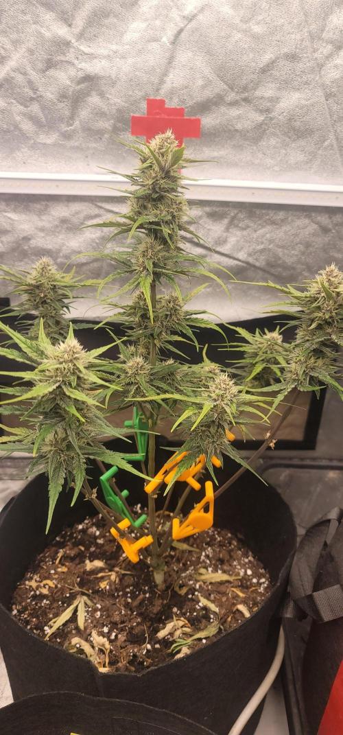 Apricot. Week 6