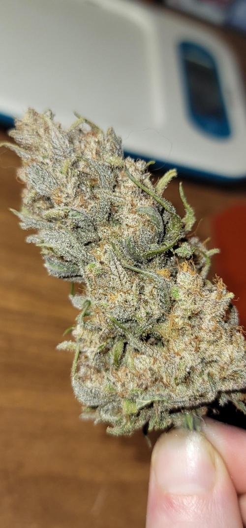 Guava 🍈👽. Week 10