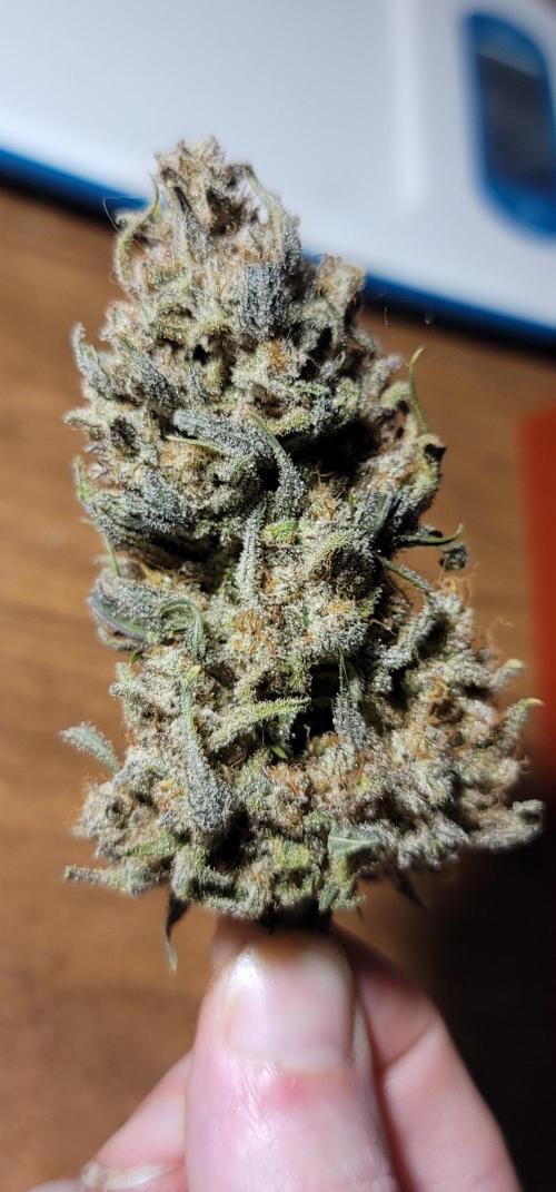 Guava 🍈👽. Week 10