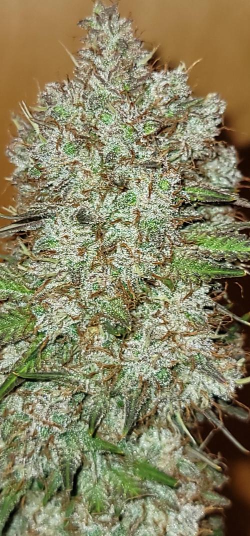 Mix pack RF3 ❄️. Week 10
