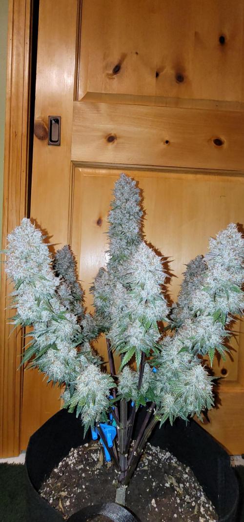 Mix pack RF3 ❄️. Week 10