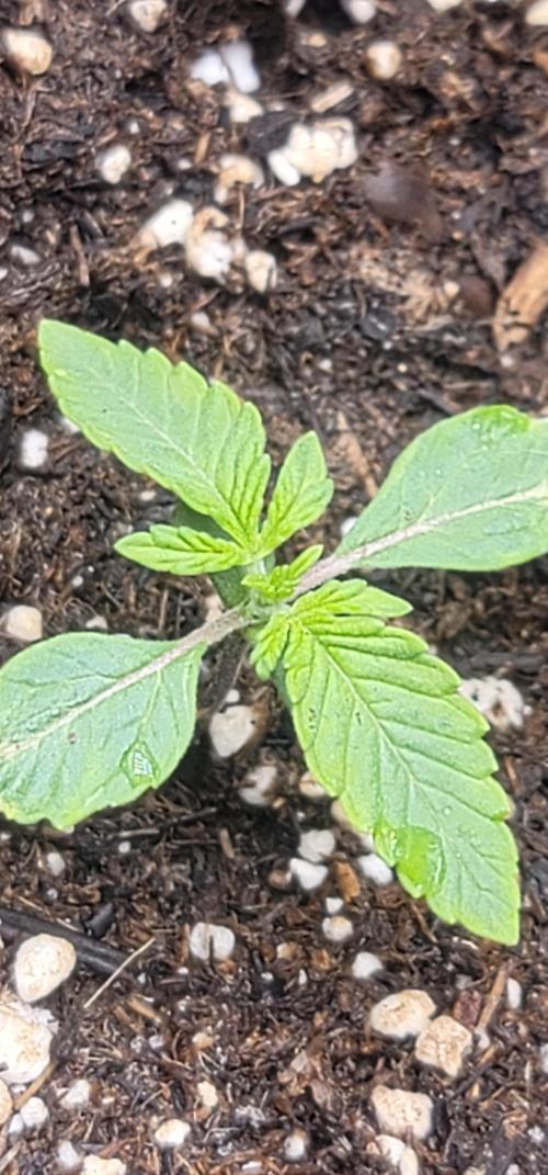Chic-Lit Autoflower. Week 1