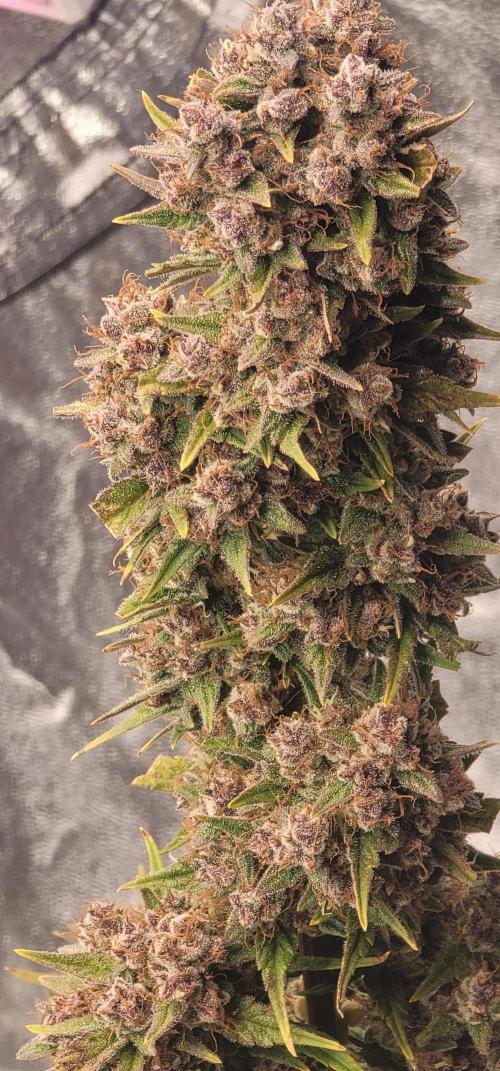 Lemon Cherry Cookies 🍋 🍒 🍪. Week 8